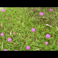 Delosperma Cooperi (fam Aizoacees) (Afrique du sud) (06)